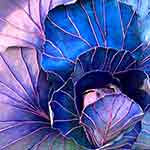 Young Blue Cabbage